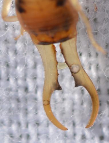 Guanchia pubescens